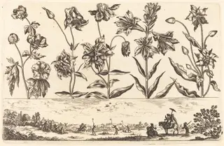 Flower Print no.6, by Nicolas Cochin, ink, 1645