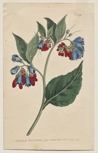 The Botanical Magazine or Flower Garden Displayed: Plate 929, Symphyum Asperrim. Prickley Comfrey. [Symphytum asperum], by Francis Sansom