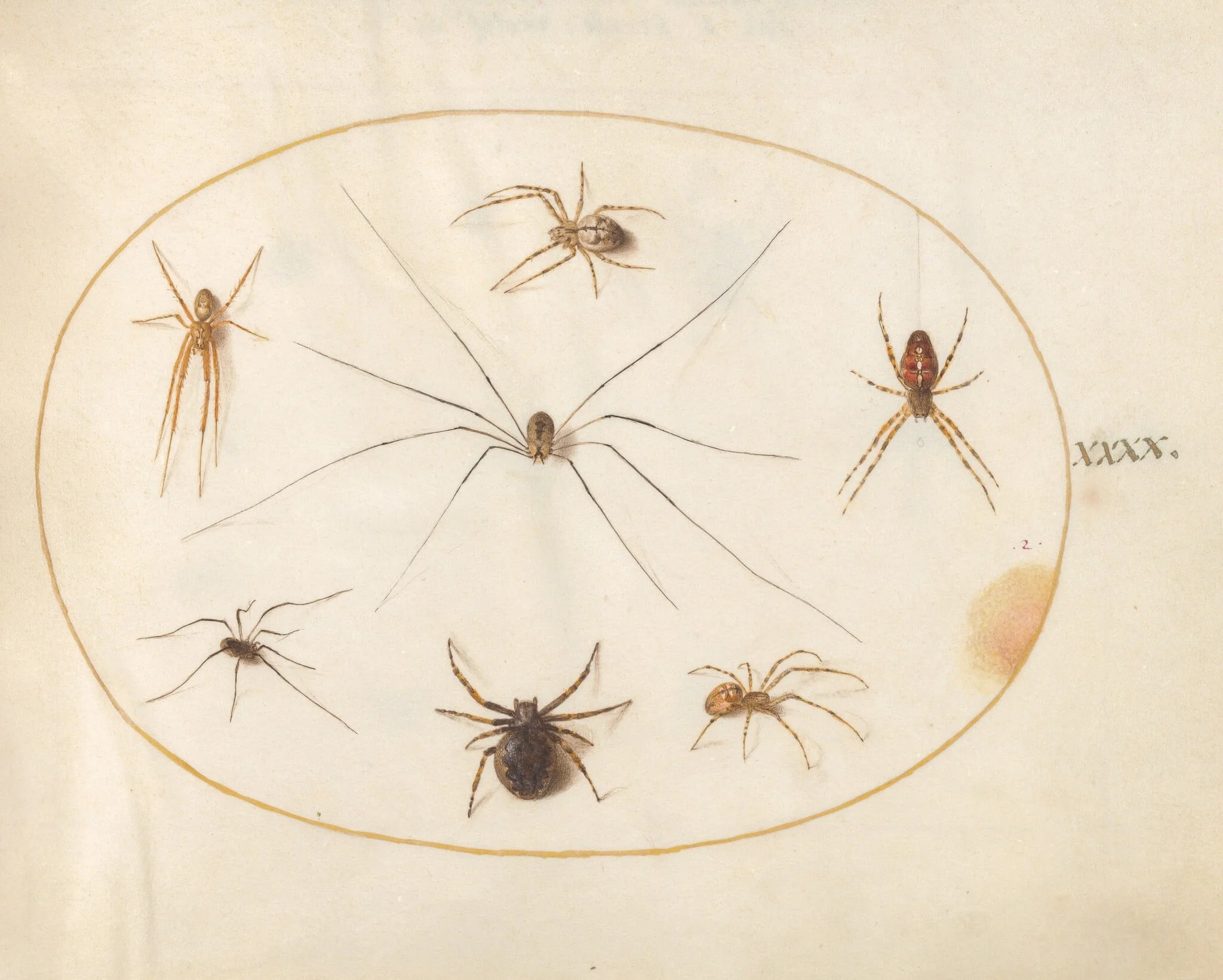 Plate 40: Eight Spiders, Including a Cross Spider, with an Egg Sac, detail