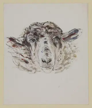 Study of a sheep's head, by Beatrix Potter, watercolor, 1909