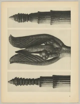 a Equisetum hiemale; b Rhamnus Purshiana; c Equisetum hiemale, by Karl Blossfeldt, 1928