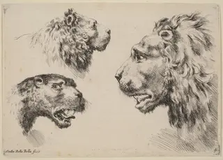 Three Lion Heads, by Stefano Della Bella, ink, 1649