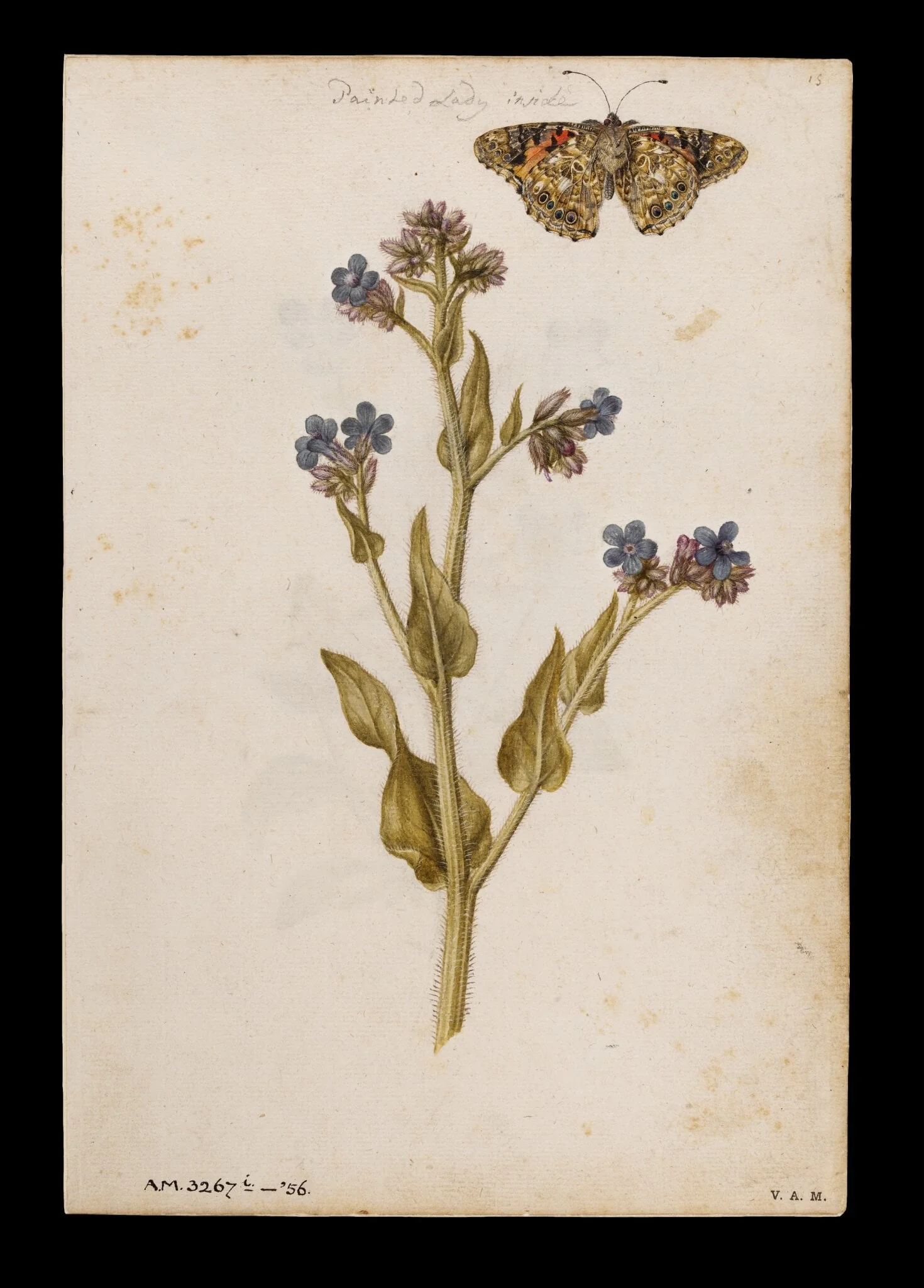 Bugloss and painted lady butterfly; Heartsease or wild pansy, detail