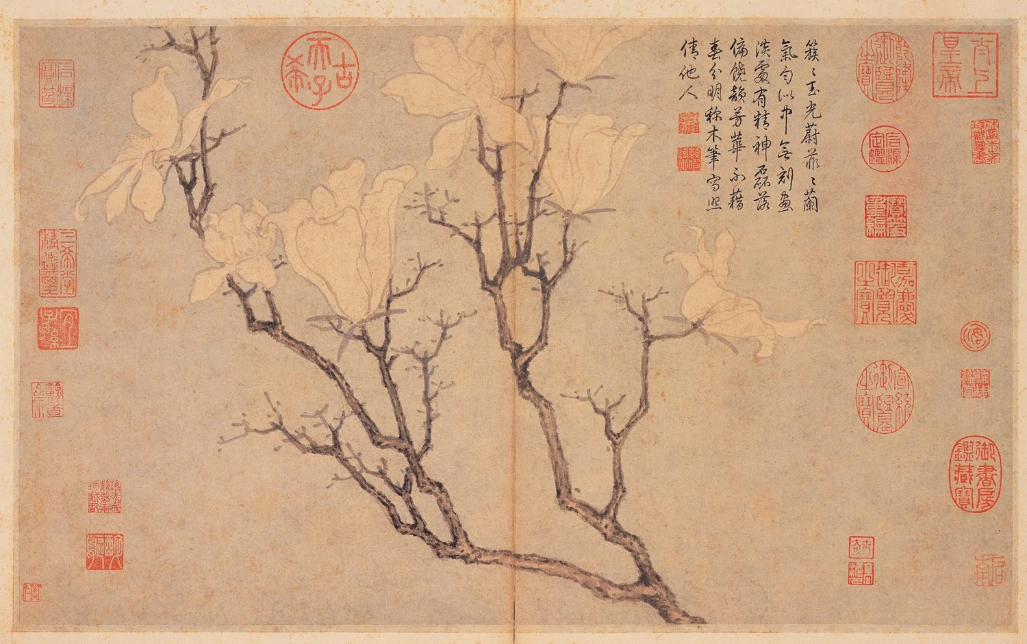 Magnolia, detail