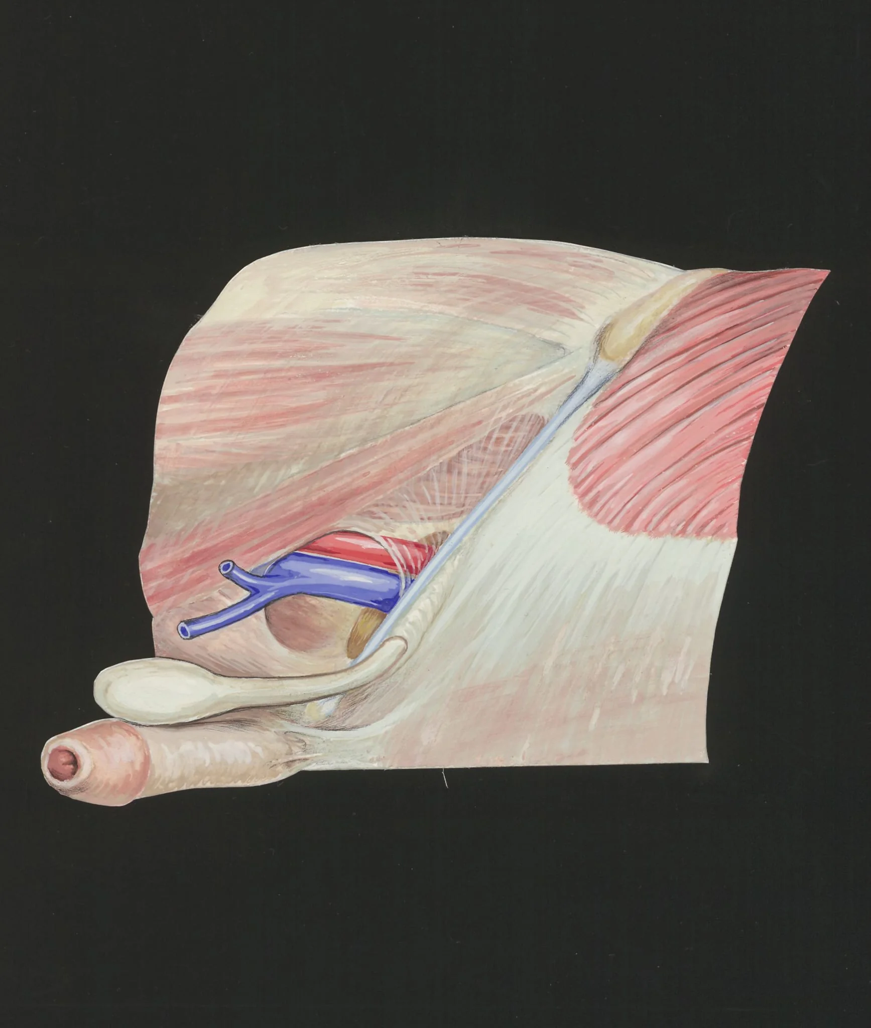 Cardiovascular system, detail