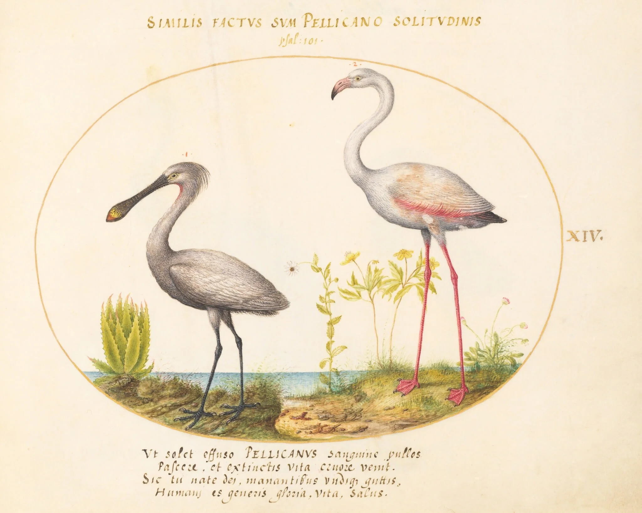 Plate 14: Spoonbill Crane and Flamingo, detail