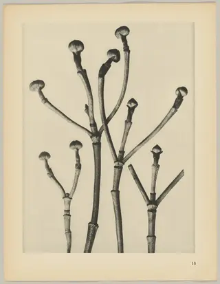 Cornus florida, by Karl Blossfeldt, 1928
