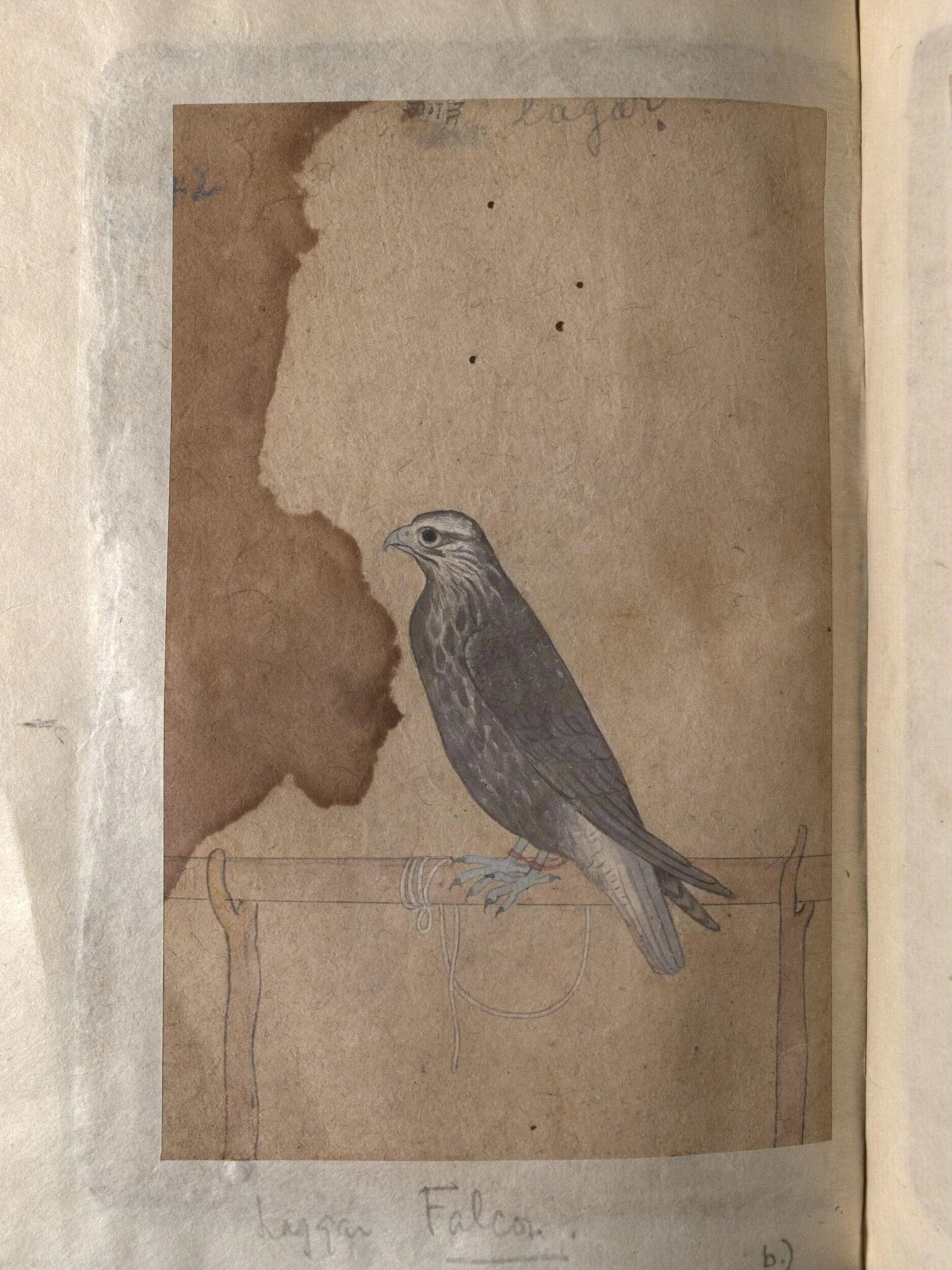 Depictions of a Red-headed merlin and a Laggar falcon of Northern India, detail