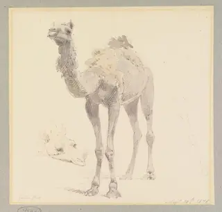 A Camel, by William Strutt, watercolor, 1878