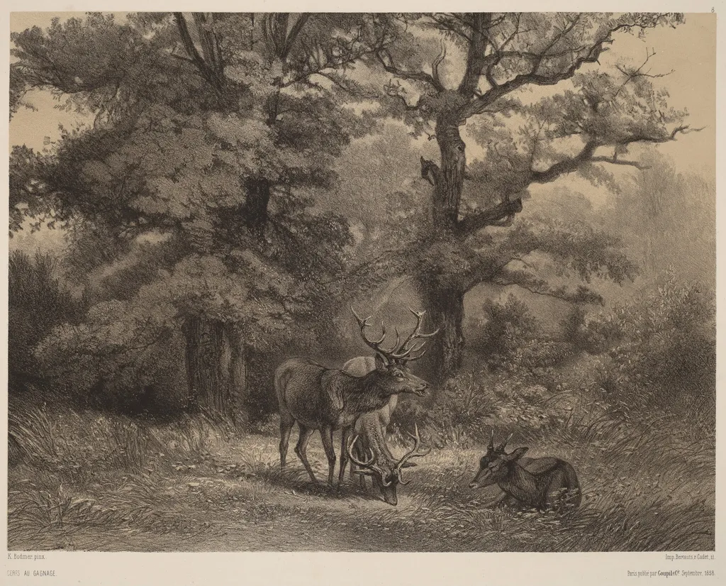Cerfs au Gagnage, by Karl Bodmer, ink, 1851