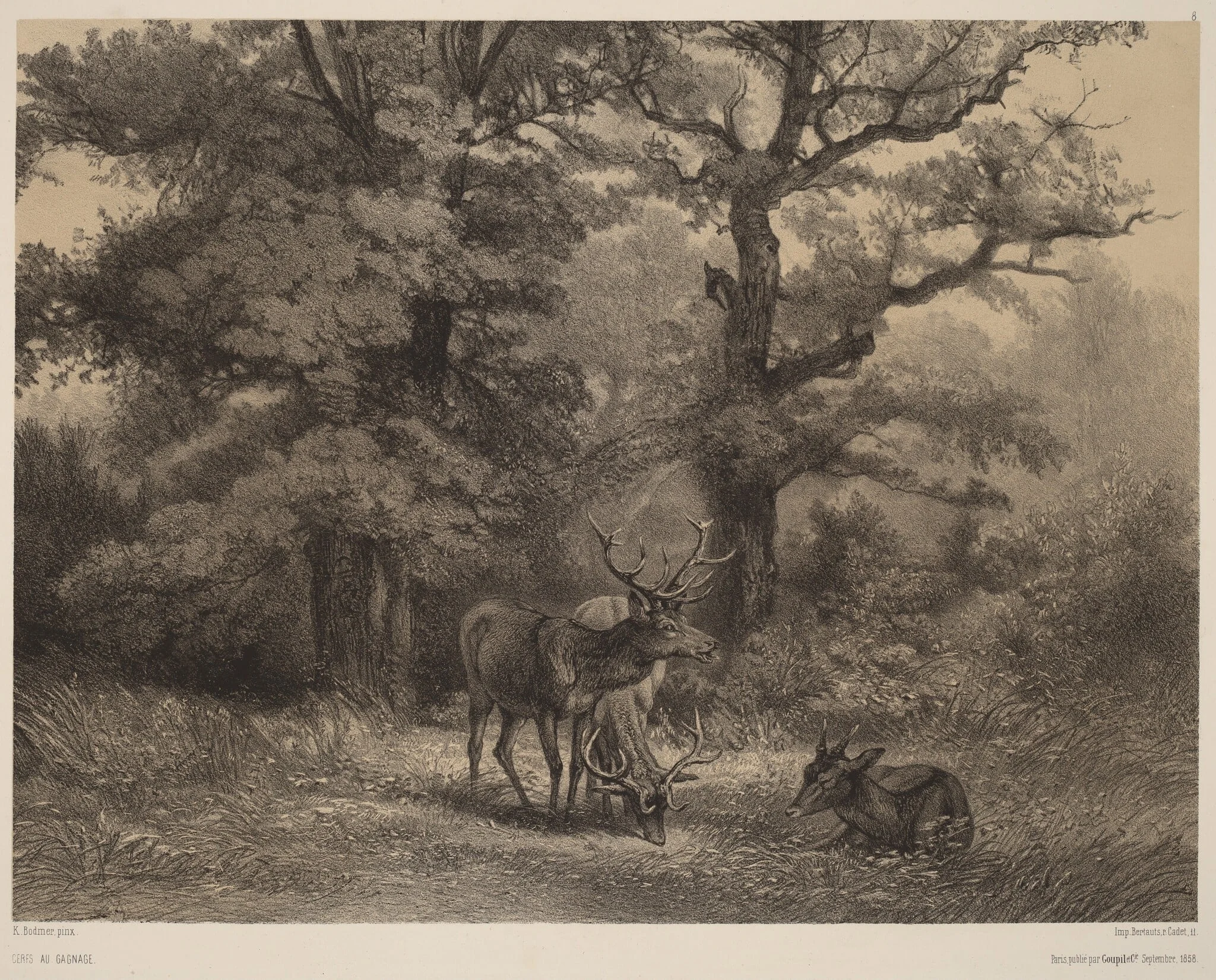 Cerfs au Gagnage, detail