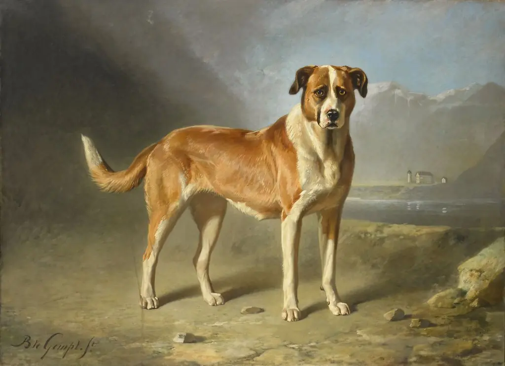 A St Bernard Dog, by Bernard te Gempt, oil, 1850