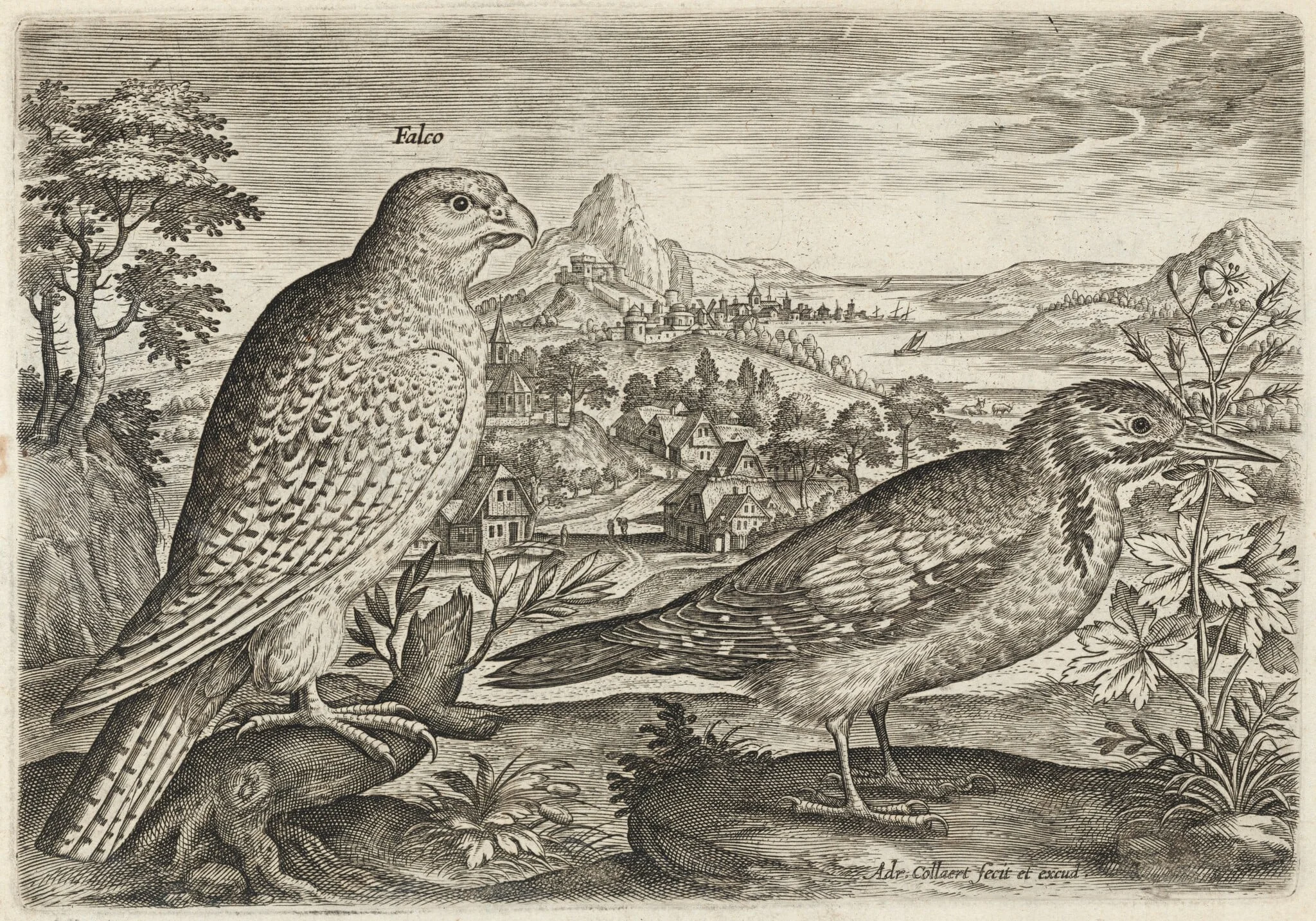 Kestrel and Great Spotted Woodpecker, detail
