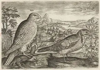 Kestrel and Great Spotted Woodpecker, by Adriaen Collaert, ink, 1600