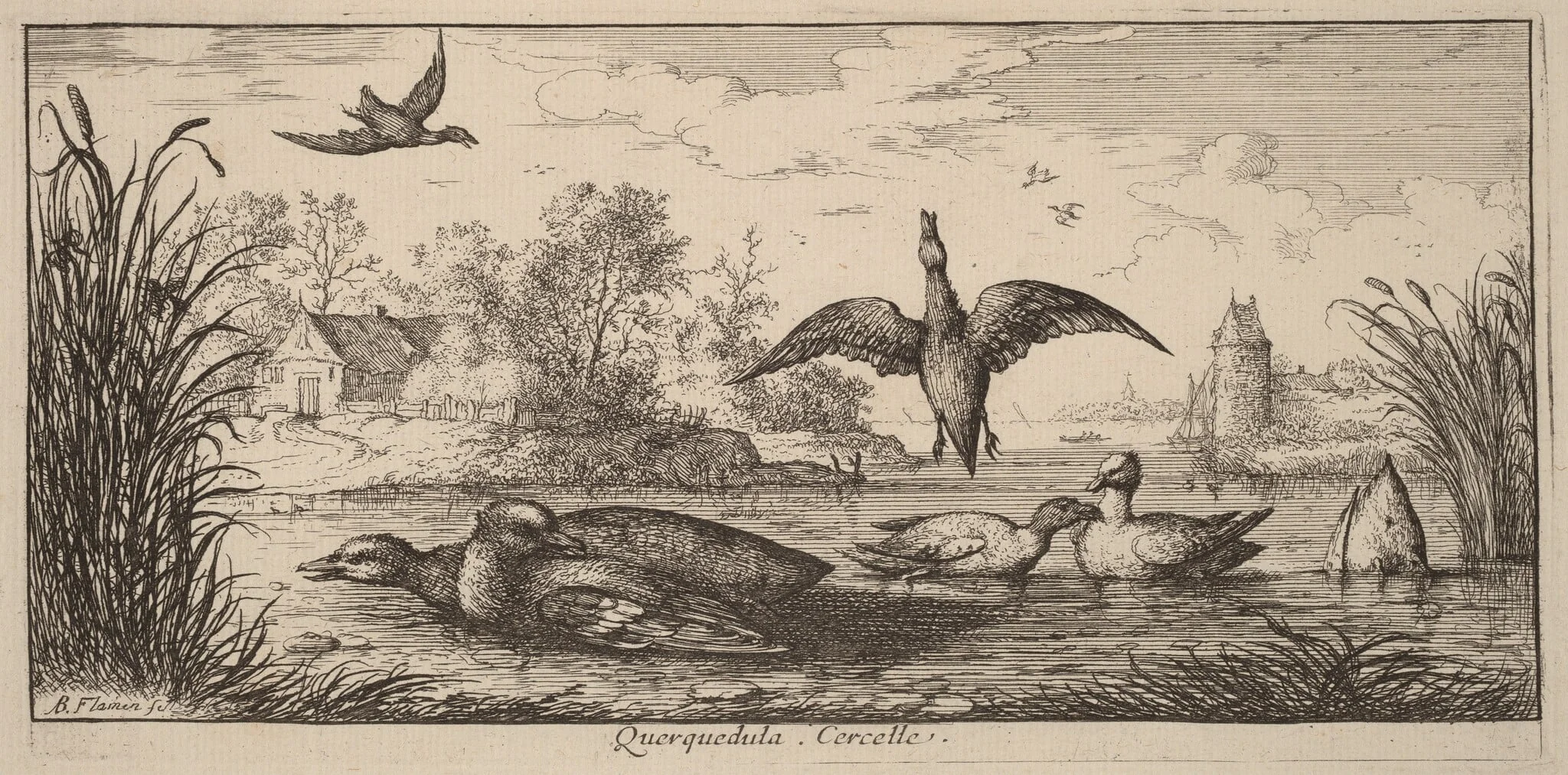 Querpedula, The Teal, detail