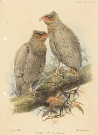Polyborus Tharus, Var., by J. Smit, ink, 1840