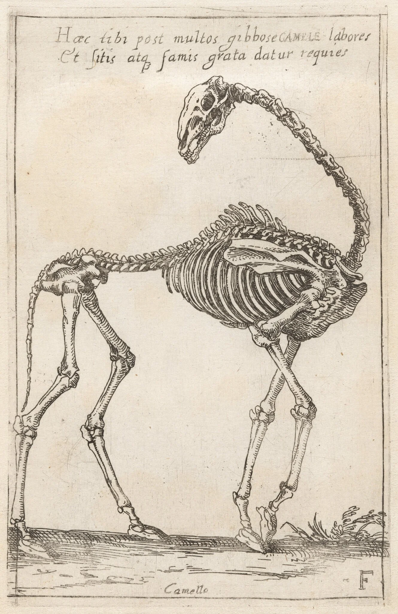 Skeleton of a Camel, detail