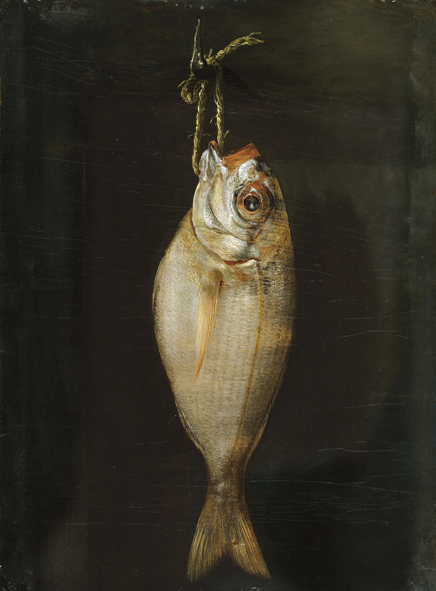 Bream, detail