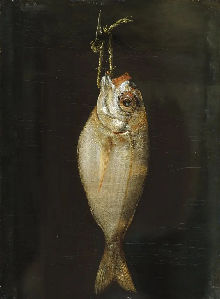 Bream, by Bartolomé Montalvo, oil, 1750