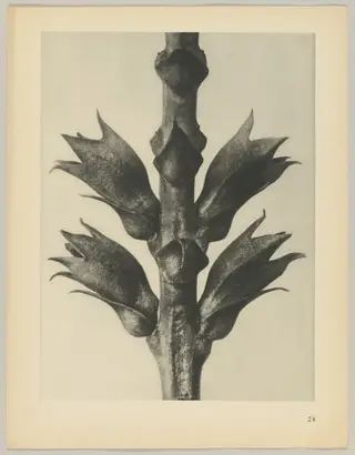 Physostegia virginiana, by Karl Blossfeldt, 1928