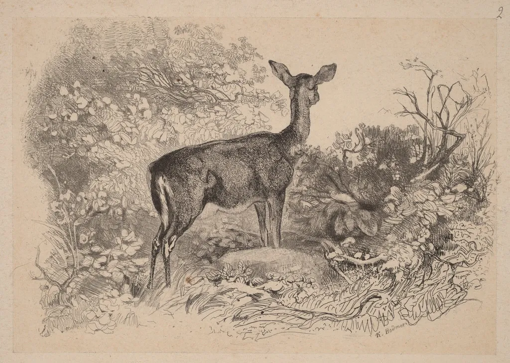 Une biche, by Karl Bodmer, ink, 1851