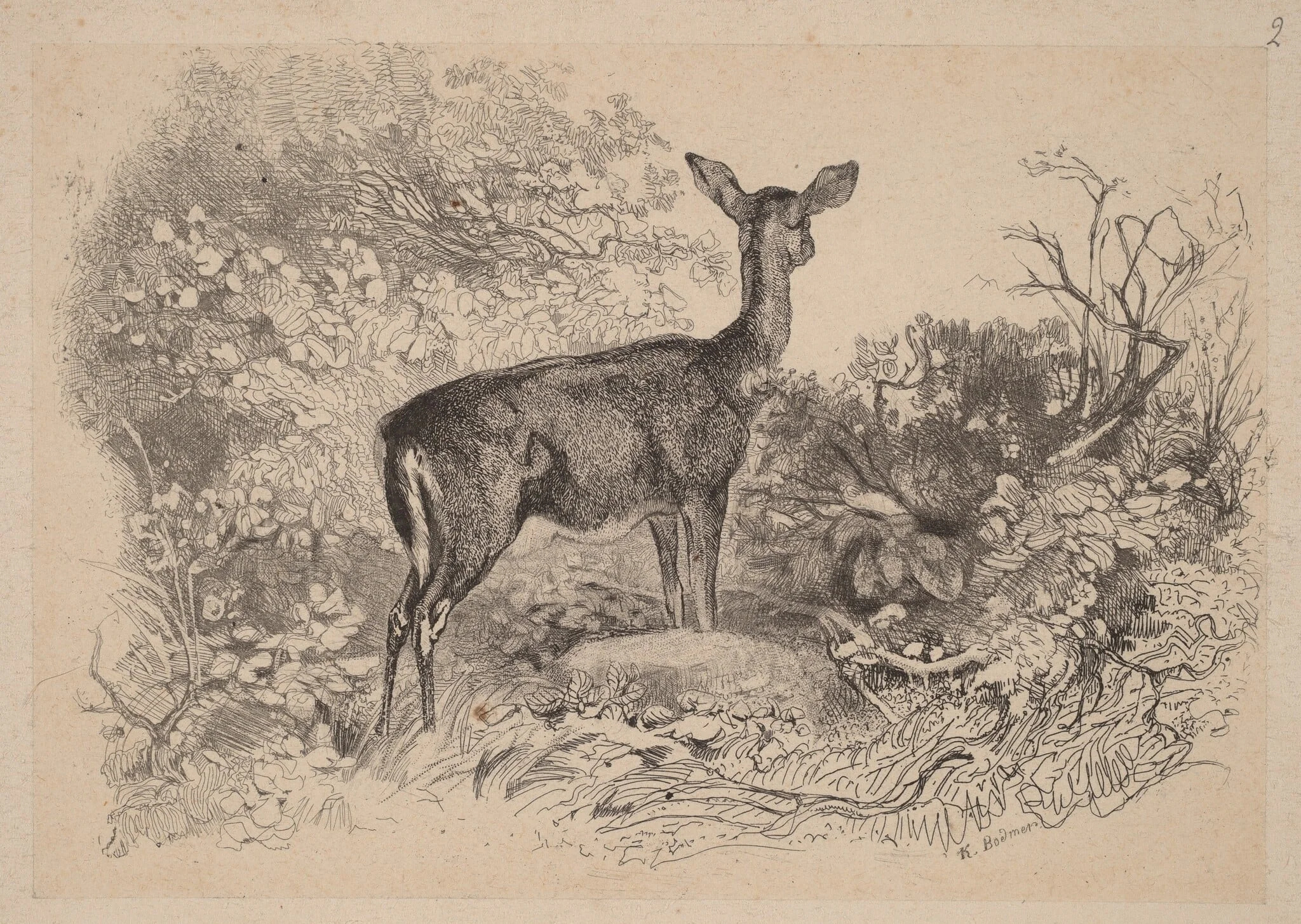 Une biche, detail