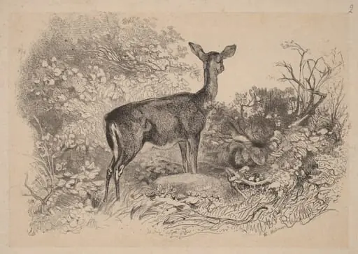 Une biche, by Karl Bodmer, ink, 1851