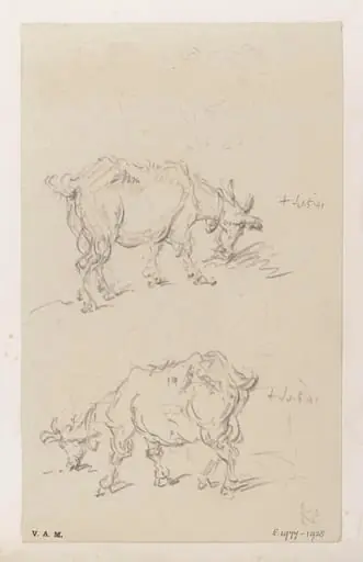 Two drawings of a goat, by George Chinnery, 6