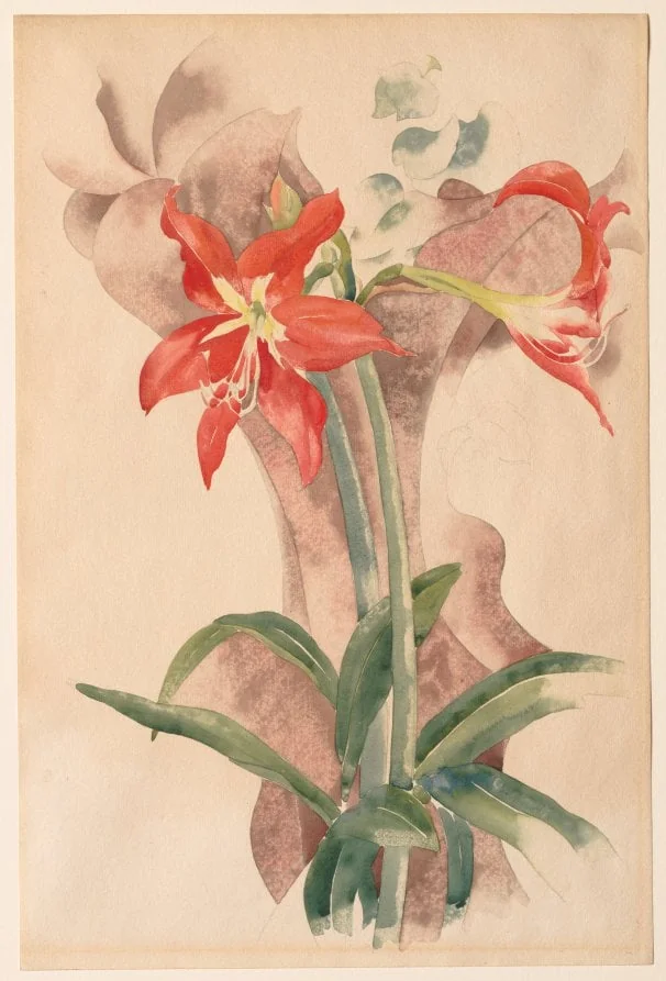 Amaryllis, detail