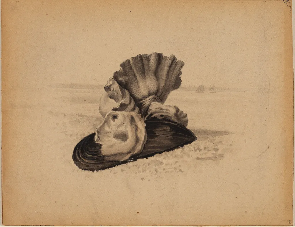 Shells, Watch Hill, Rhode Island, by American 19th Century, graphite, 1801
