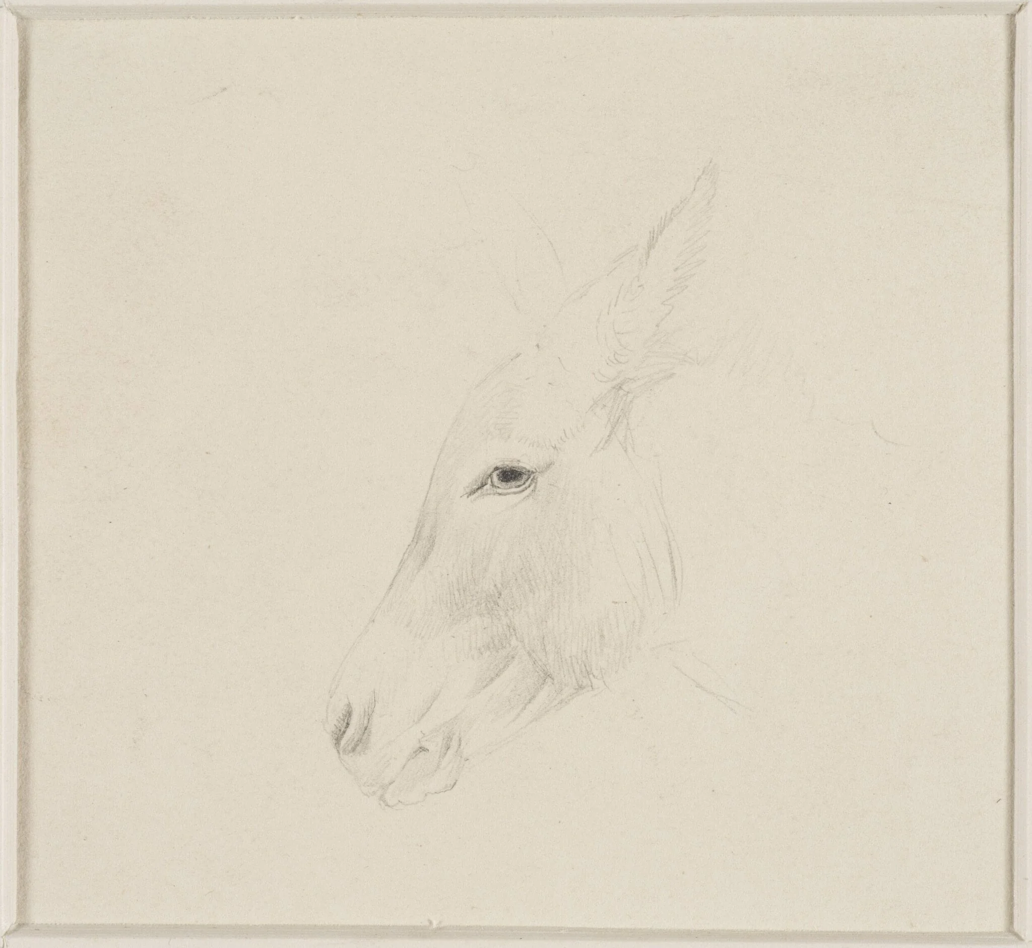 Head of a donkey, detail