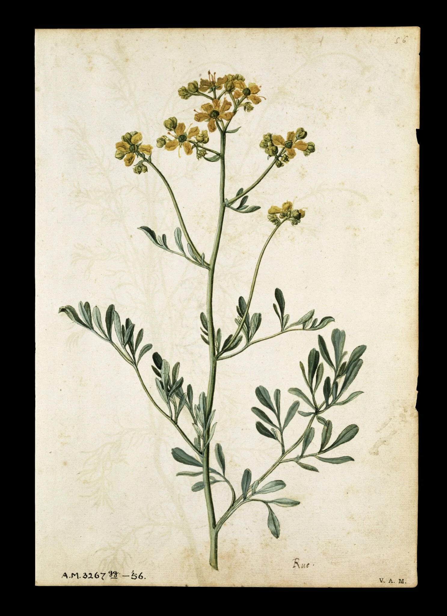 Rue; Camomile, detail