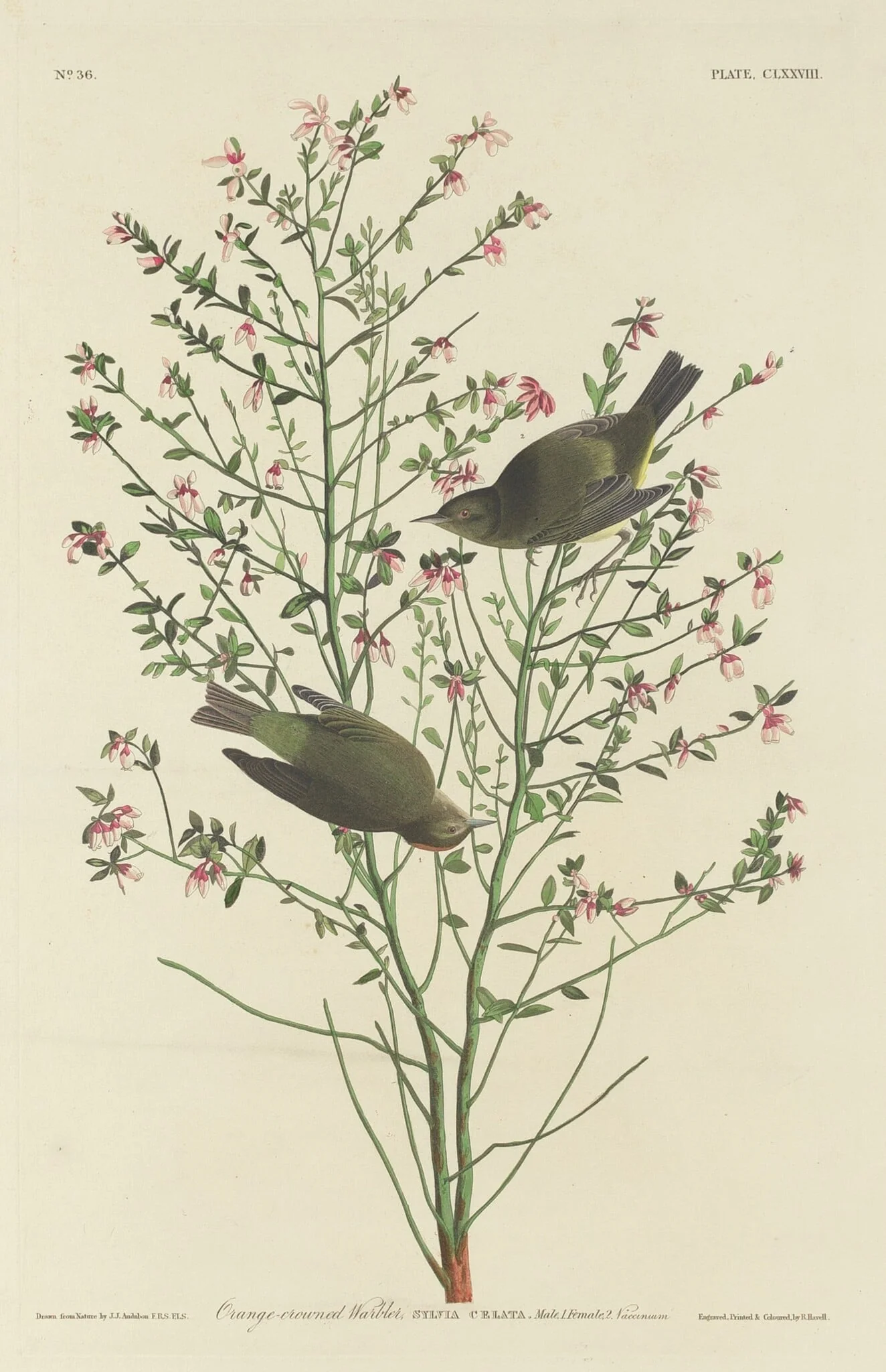 Orange-crowned Warbler, detail