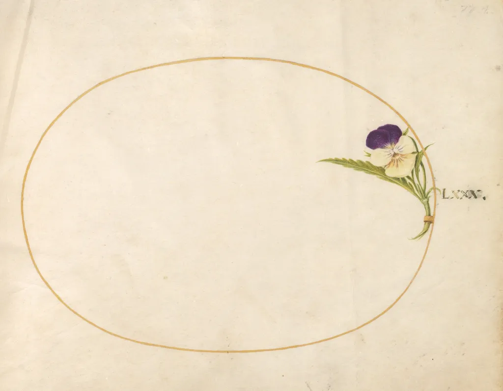 Plate 80: Purple and Yellow Viola, by Joris Hoefnagel, gouache, 1594
