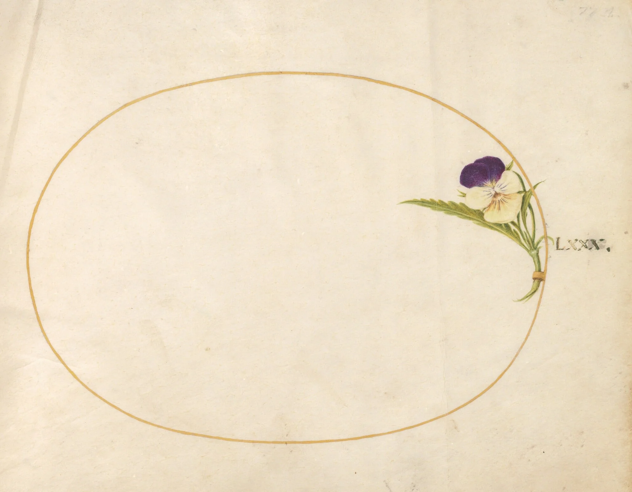 Plate 80: Purple and Yellow Viola, detail