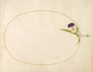 Plate 80: Purple and Yellow Viola, by Joris Hoefnagel, gouache, 1594