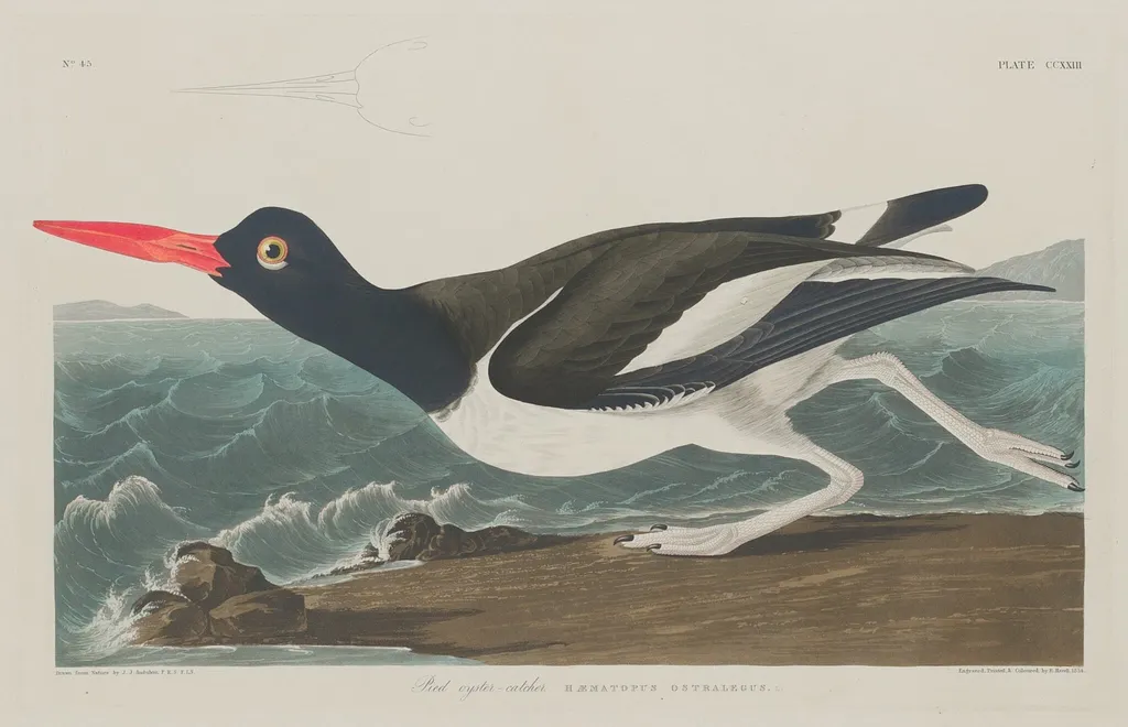 Pied Oyster-Catcher, by Havell, Jr., Robert, ink, 1834