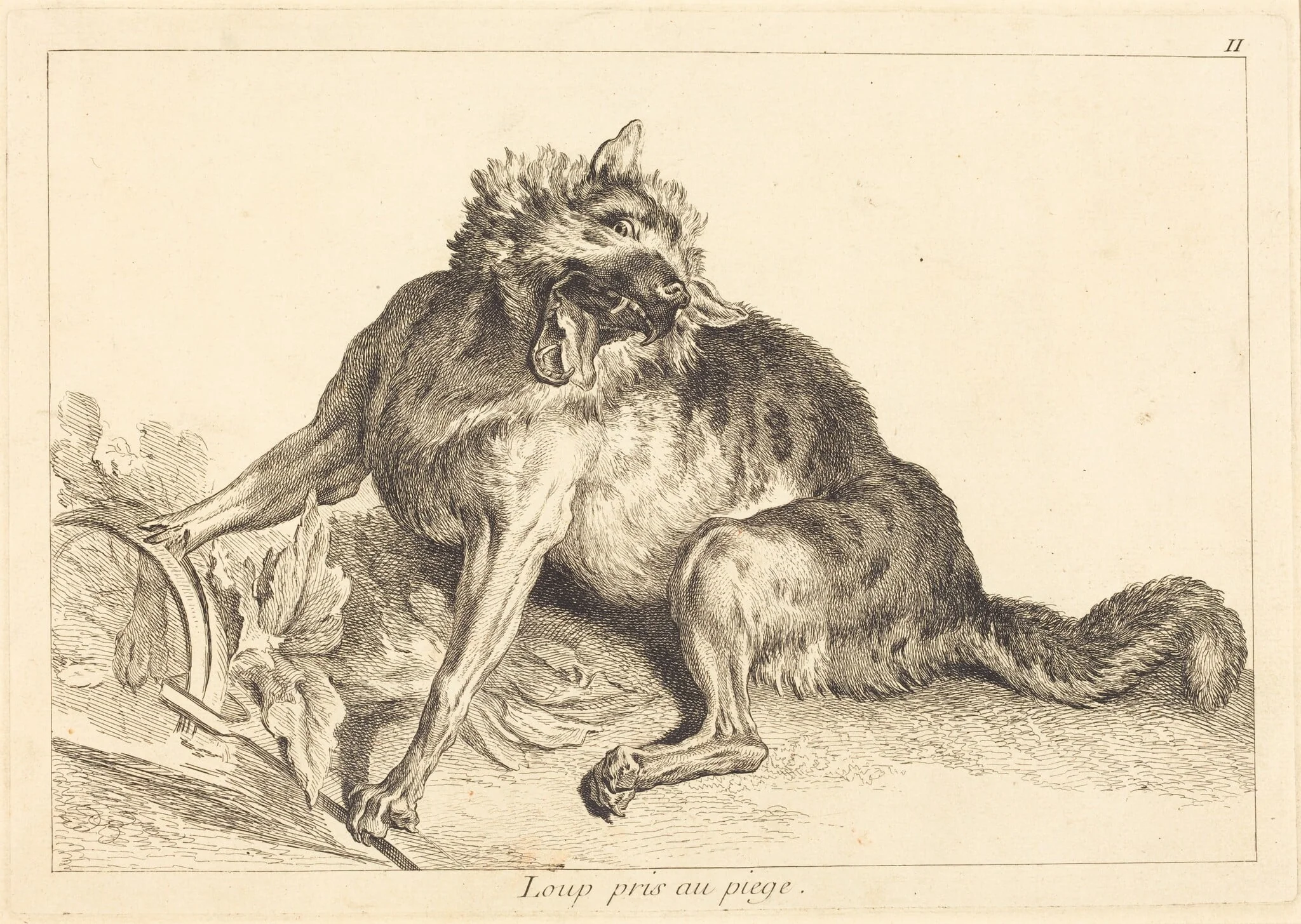 Loup pris au piege (Wolf Caught in a Trap), detail