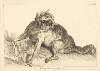 Loup pris au piege (Wolf Caught in a Trap), by Jacques-Philippe Le Bas, ink, 1745