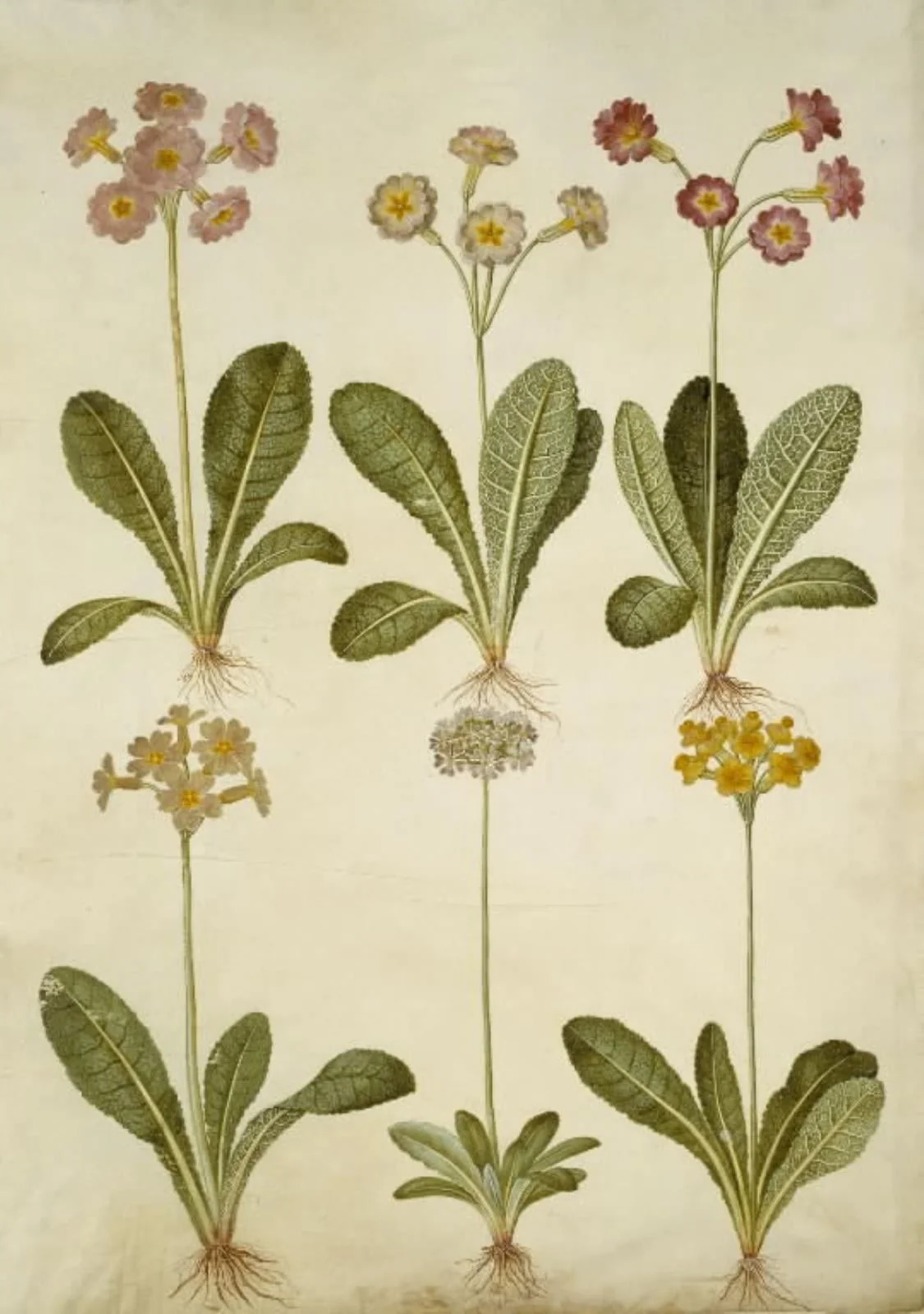Primula veris (hybrid af hulkravet kodriver); Primula farinosa (melet kodriver), detail