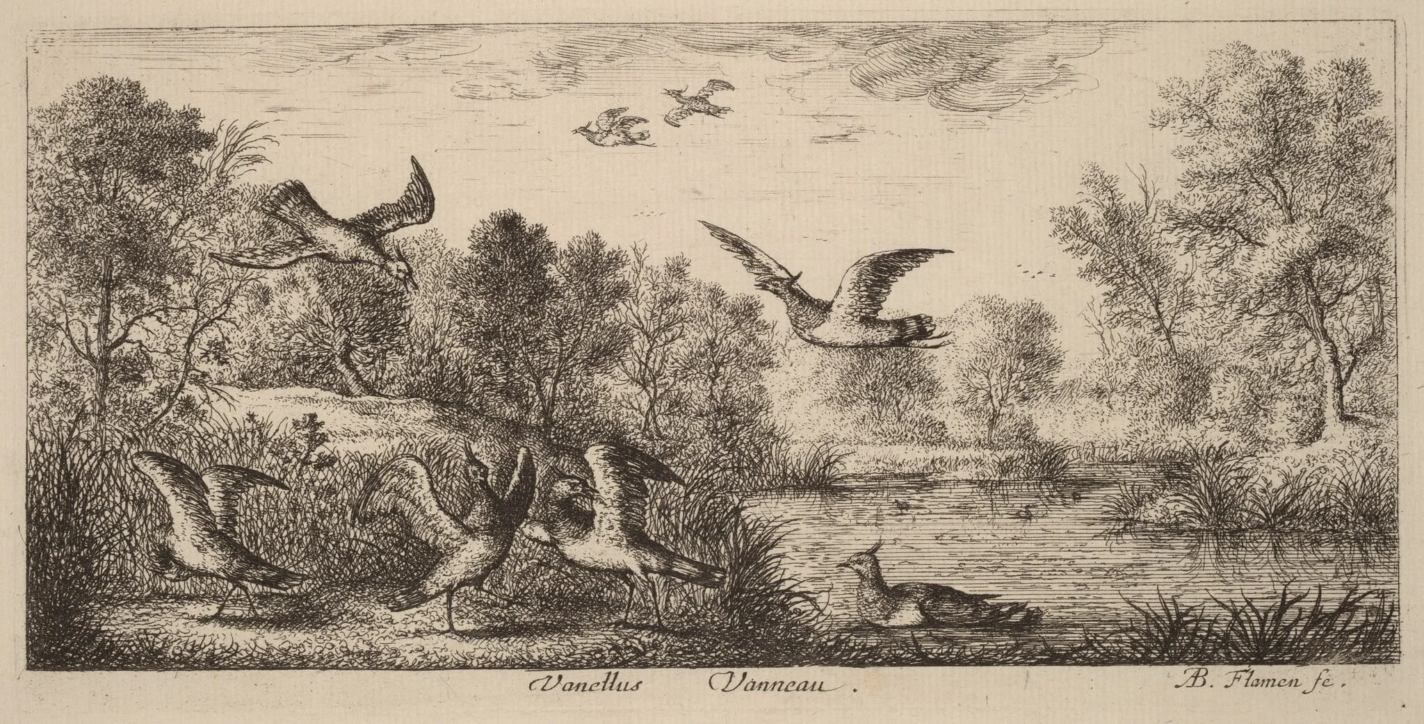 Vanellus, The Lapwing, detail