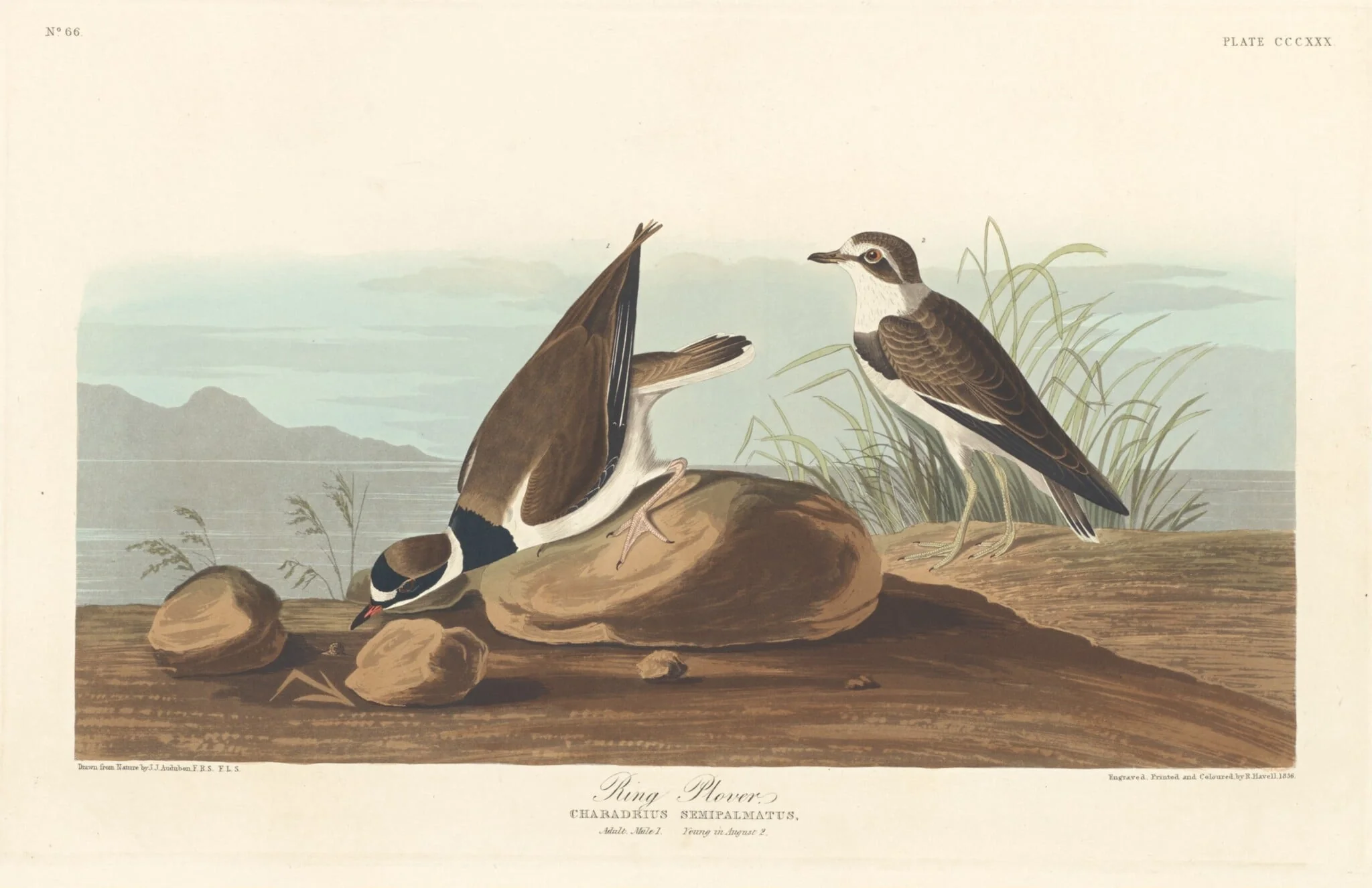 Ring Plover, detail