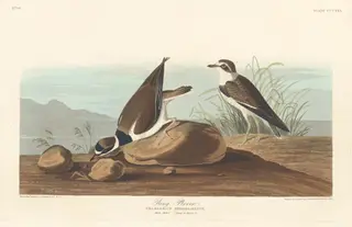 Ring Plover, by Havell, Jr., Robert, ink, 1836