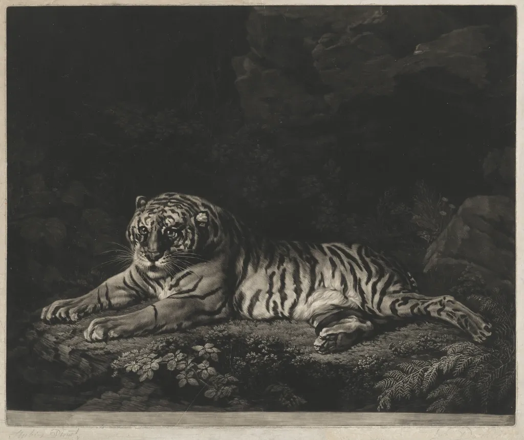 A Tigress, by John Dixon, ink, 1772