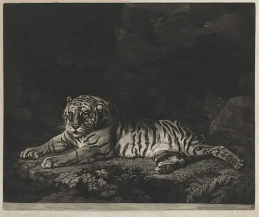 A Tigress, by John Dixon, ink, 1772