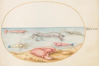 Plate 49: Mantis Shrimp and the Claw of a European Crayfish, by Joris Hoefnagel, gouache, 1594