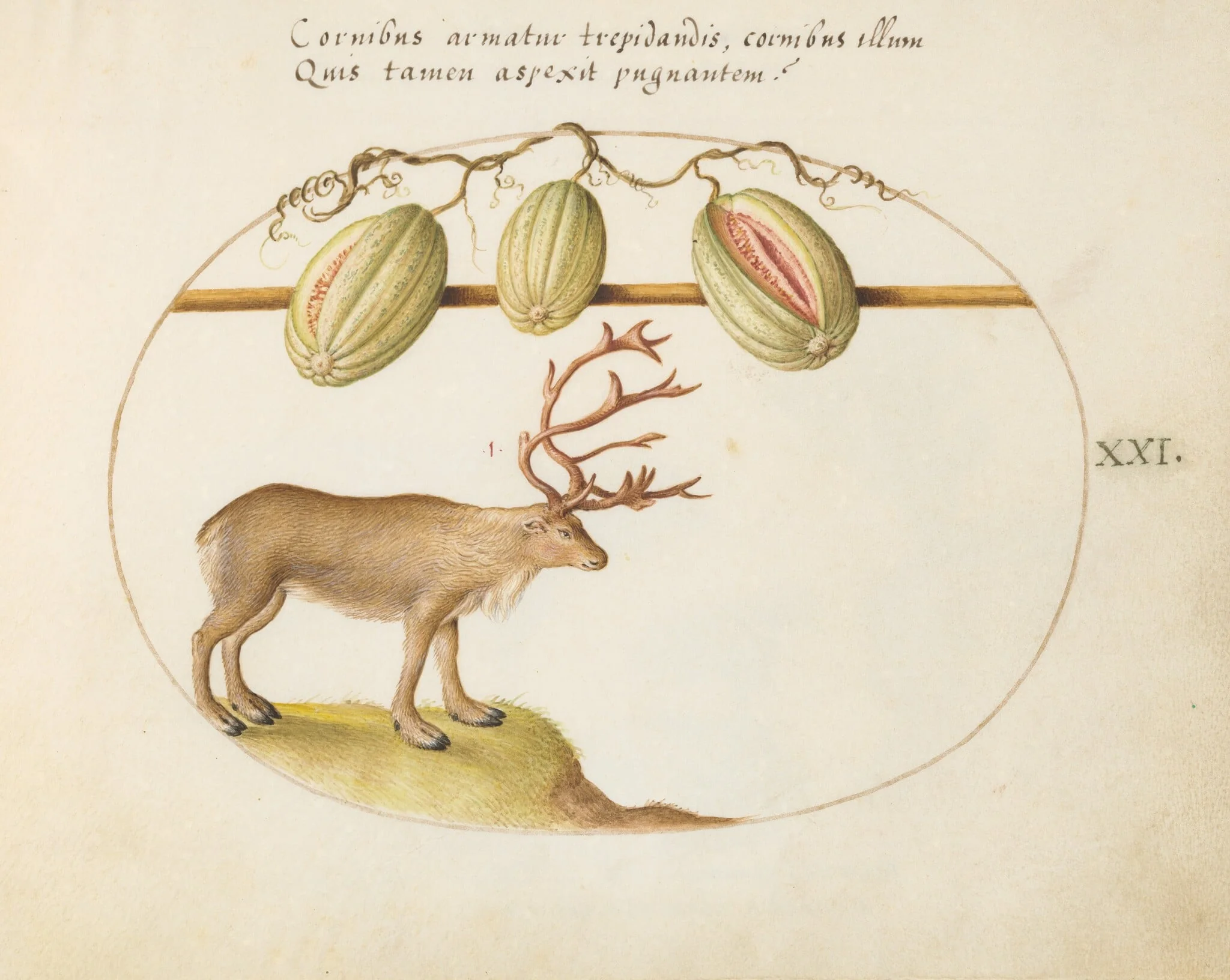 Plate 21: Reindeer with Melons, detail