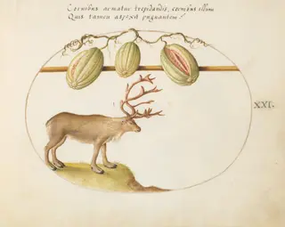 Plate 21: Reindeer with Melons, by Joris Hoefnagel, gouache, 1594