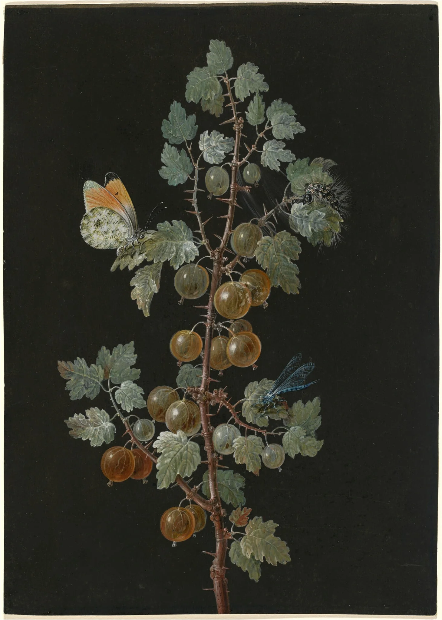 A Branch of Gooseberries with a Dragonfly, an Orange-Tip Butterfly, and a Caterpillar, detail