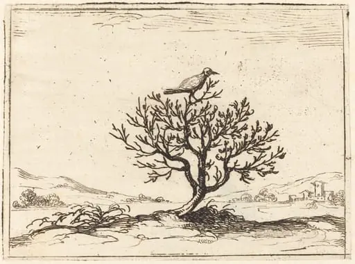 Nightingale in a Bush, by Jacques Callot, ink, 1628